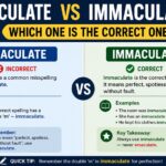 Emaculate vs Immaculate Which One Is The Correct One